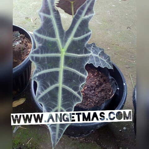 Tanaman keladi tengkorak ANGET MAS ANGET MAS