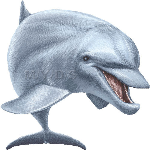 半道海豚 ハンドウ イルカ バンドウ イルカのイラスト 条件付フリー素材集