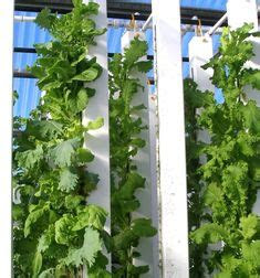aquaponics images hydroponics system