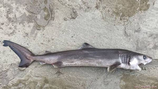 Xác cá mập nhiệt đới dạt vào bờ biển Anh