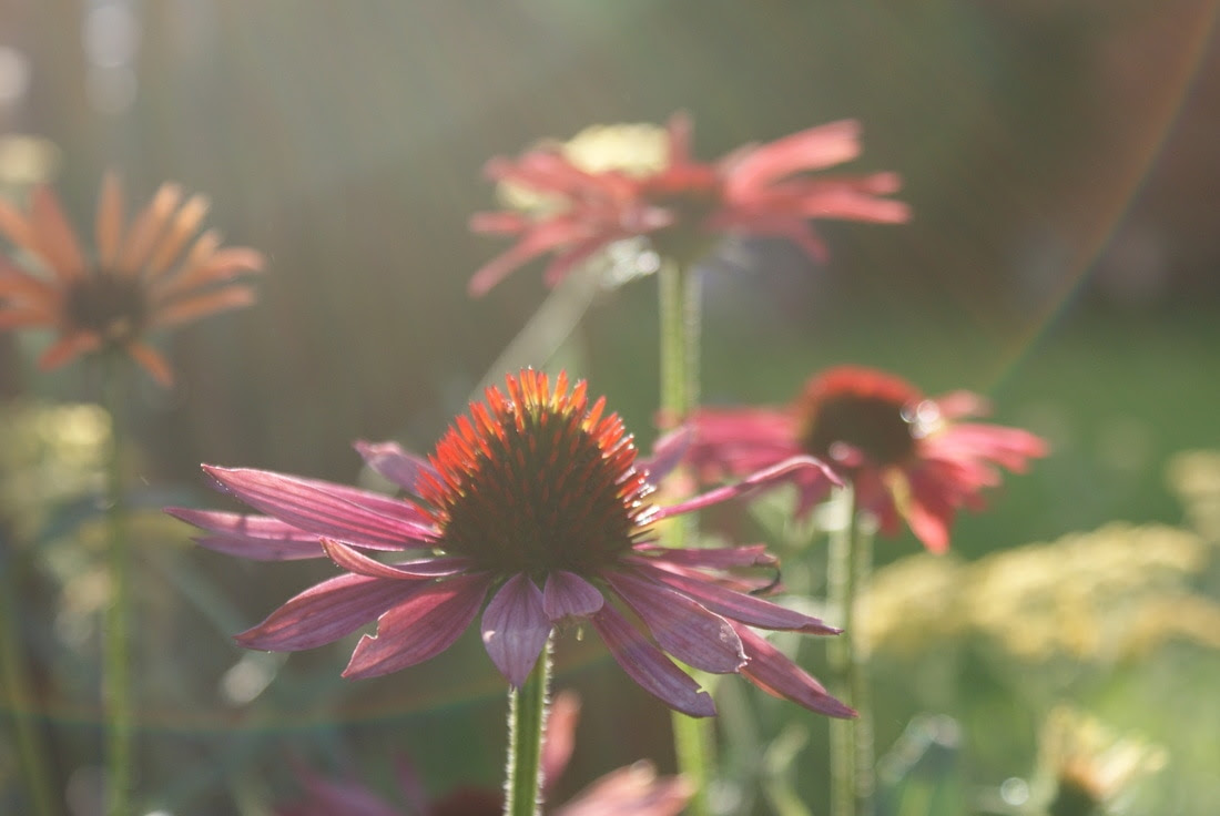 Gartenpflege - Pflanzdesign