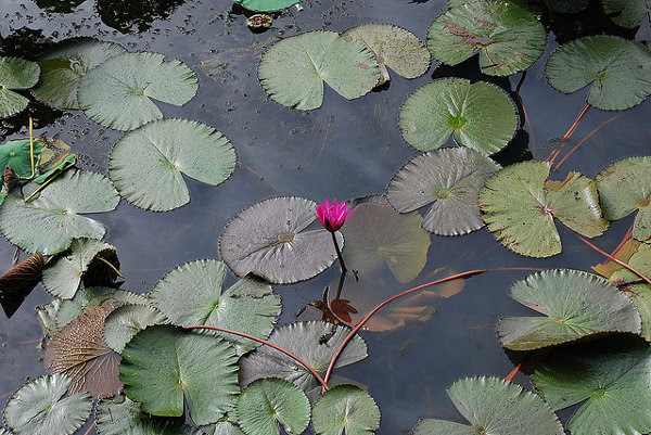 Flor de loto en la Tumba de Tu Duc