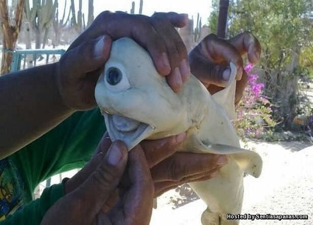 Cyclops Shark