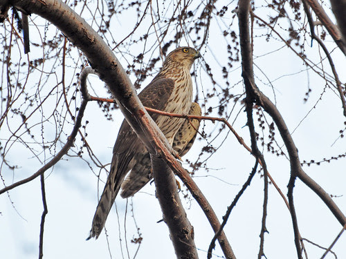Coopie in Morningside Park