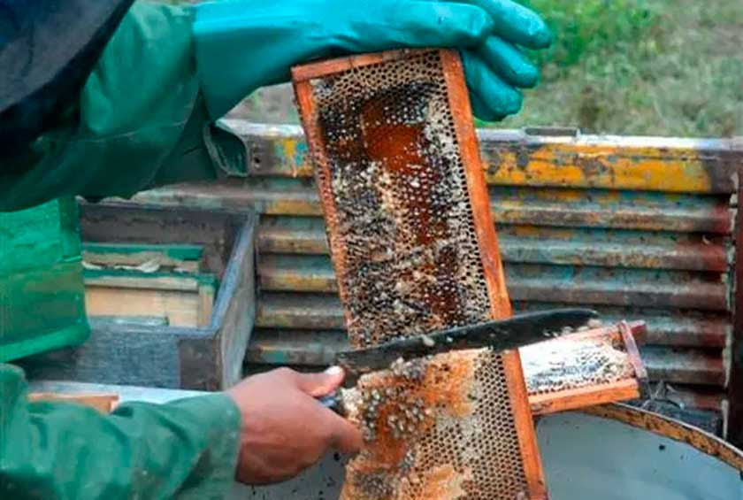0117-apicultores-camaguey.jpg