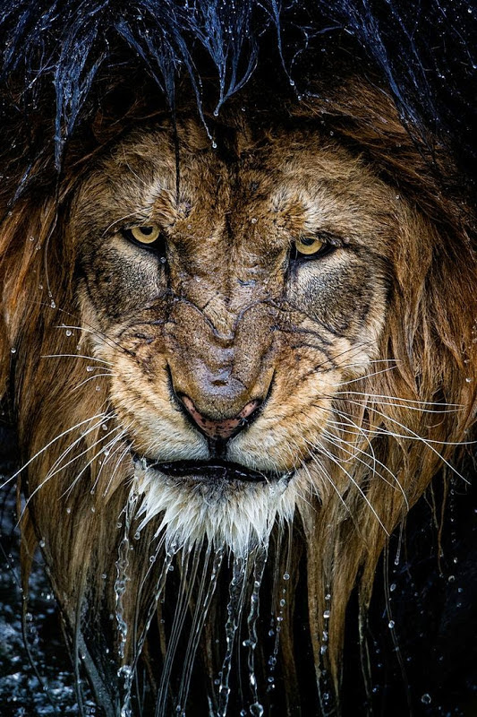 水に濡れたライオンの顔がかっこよすぎる画像