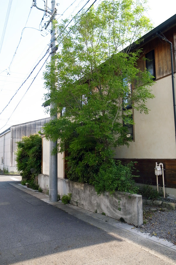 シンボルツリーのシマトネリコ剪定 春日井市 H様邸 愛知のガーデンデザイン 庭や日記３