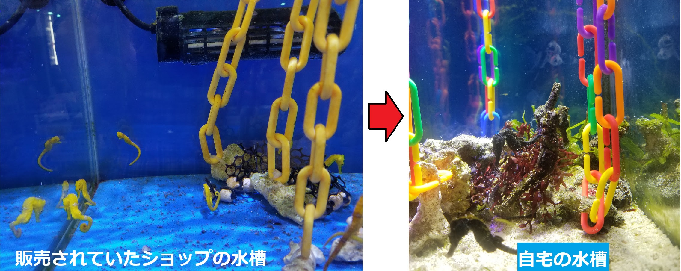 タツノオトシゴを変色させる方法 タツノオトシゴとサンゴの飼育