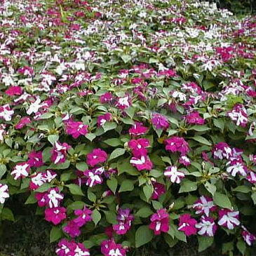 インパチェンスの育て方 ヤサシイエンゲイ