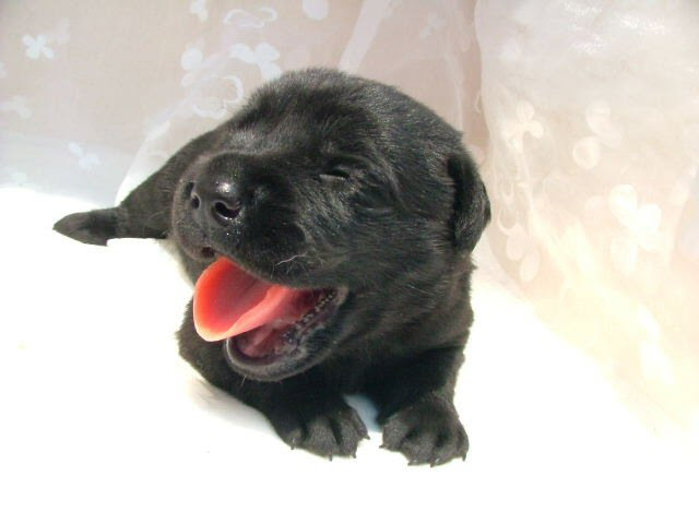 無料写真素材 ペット画像 子犬画像 フリー素材