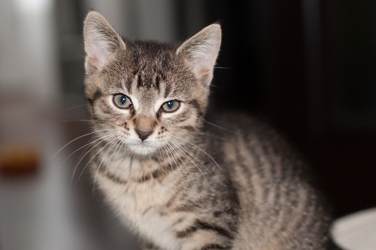 キトンブルーとは 子猫の目の色が青い理由と変化するしくみ