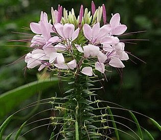 8月诞生花 万图壁纸网