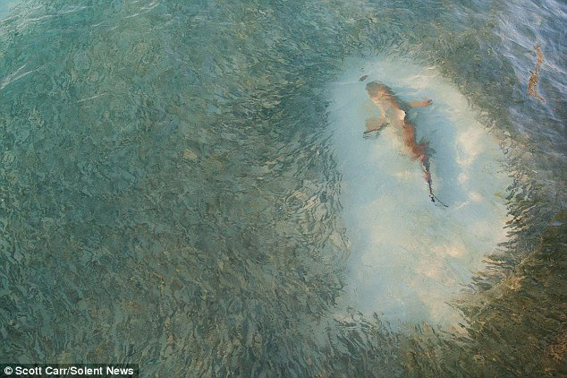 It's possible that if one shark was found among the shoal (pictured) and others around it, they could act collectively to corral a shoal for a quick meal.