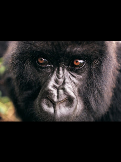 猿 ゴリラ チンパンジー 近すぎ ゴリラ の待ち受け画像 壁紙 動物 パラダイス