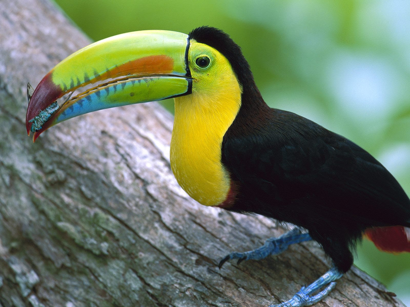 Kell Billed Toucan Panama Wallpapers Hd Wallpapers Id HD Wallpapers Download Free Images Wallpaper [wallpaper981.blogspot.com]