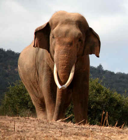 http://www.all-creatures.org/images/a-sabu.jpg