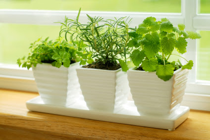 観葉植物よりもハーブがおすすめ キッチンはーぶおすすめ4選 料理に癒し 女子力アップ