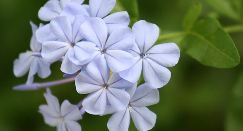 purple flower pictures