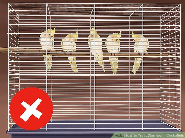 Treat Diarrhea in Cockatiels Step 11.jpg