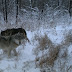 Wolves - Wolves are highly social animals and live in packs.