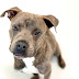 Puppy Rescue Scottsdale Az - Maybe you would like to learn more about one of these?