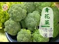 [最新] 青花菜花椰菜 299574-青花菜花椰菜差别