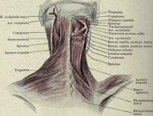 Lymphatics Of The Neck. Part 3