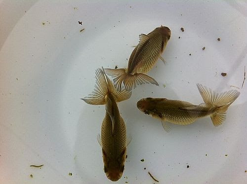 日本オランダ獅子頭 稚魚編 期待 小さな巨人と ささやかな出来事