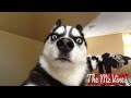 Funny Animal Video Part 2