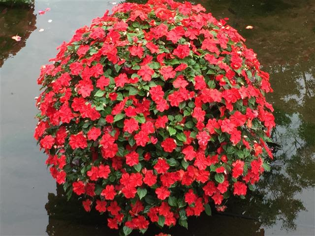 いつ切るの 今でしょ インパチェンス 花ズバっ プランツギャザリング寄せ植え教室をお探しの方へ愛知岐阜など全国からお越しいただいています