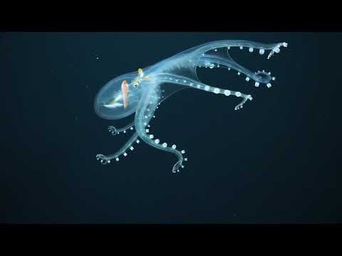 Very rare ‘glass octopus’ photographed by deep-sea scientists