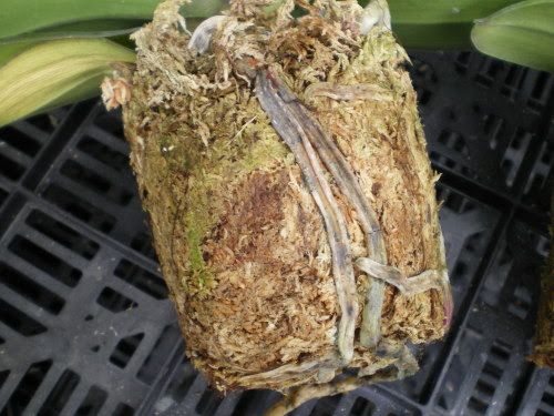 胡蝶蘭の病気 根腐れ 大阪の胡蝶蘭生産農家ねば らんど