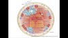 Prostate Cancer Staging System / A New Way to Treat the Most Common Tumor in Female Dogs