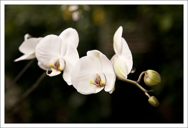 Orchid Show At MoBot 4