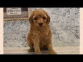 無料ダウンロード 犬 三万円 346820-犬 三万円