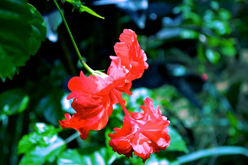 Hibiscus - Another shot