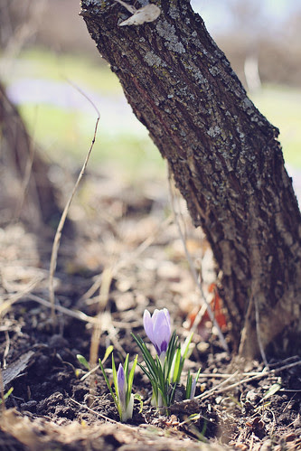 spring at the arboretum