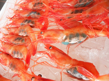 甘えび 魚殿 富山湾の鮮魚 海鮮物等を産地直送でお届けする通販サイト