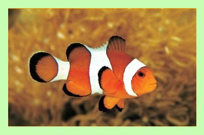 Clownfish for Skype: Free realtime language translator download Clownfish for Skype: Free realtime language translator download