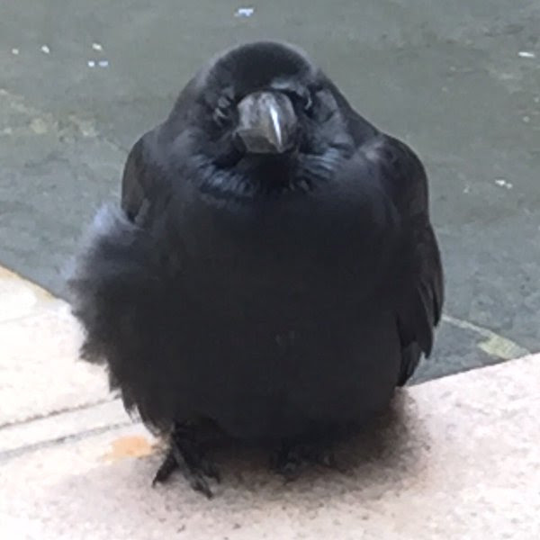 速報 すっごく丸いカラスが見つかってなにこれかわいい Netgeek