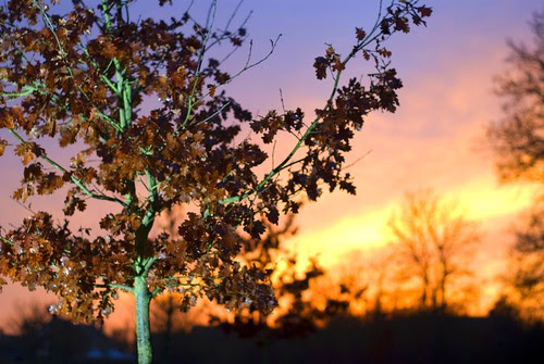 Tree and Sunset