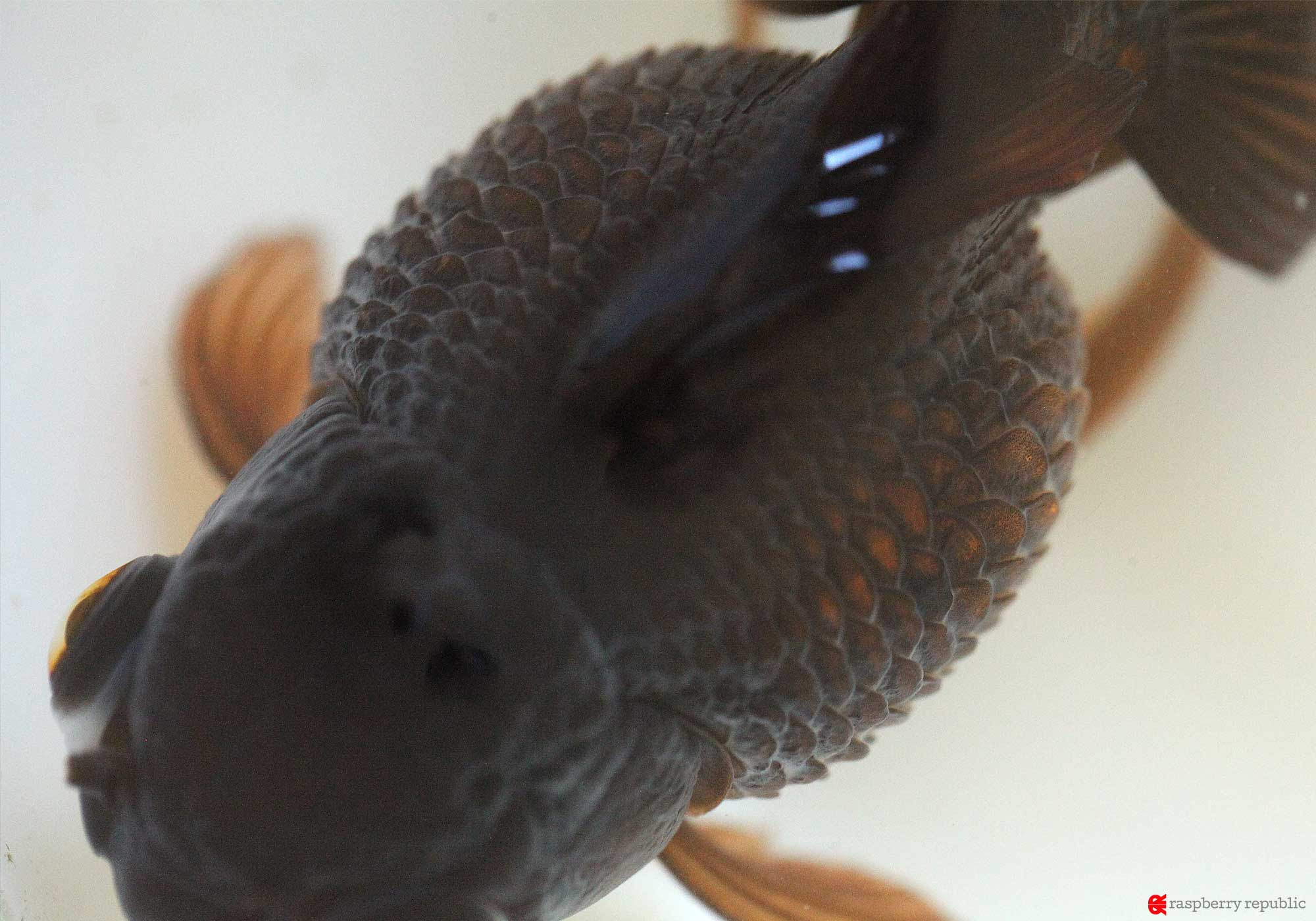 金魚のお腹が風船のように膨らむ問題 松かさ ブロート 抱卵 便秘 肥満 がん 浮袋障害 金魚飼育マニュアル 木苺共和国