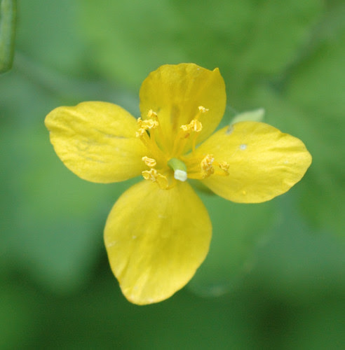 Chelidonium majus, Lesser Celandine, Detail of flower
