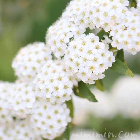 コデマリの花の写真 花言葉 名前の由来 みみみんブログ