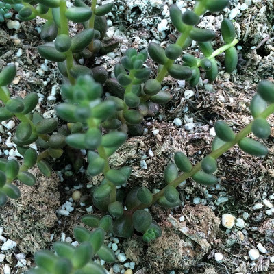 多肉珊瑚珠图片多肉植物珊瑚珠 朵拉利品网