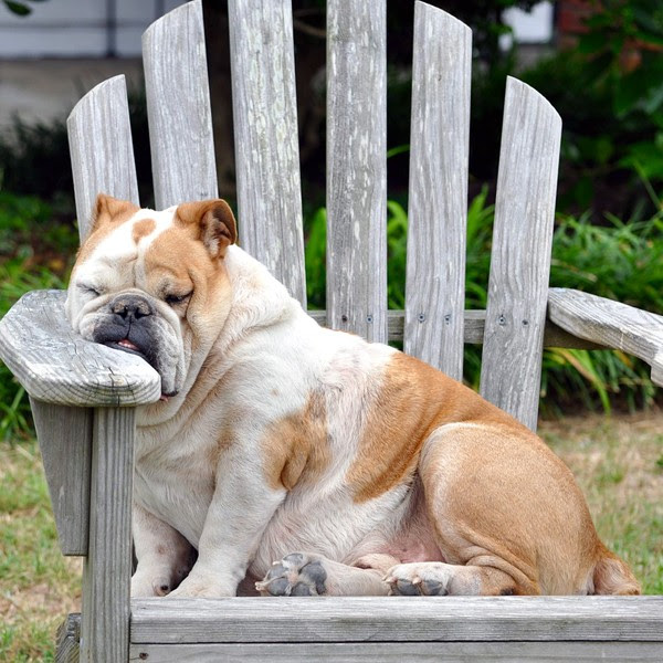 Why Is My Dog Groaning When He Lies Down?