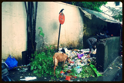 Filthy Places Of Bandra Guided Tour ...The Garden Of Chinchpokli Road by firoze shakir photographerno1