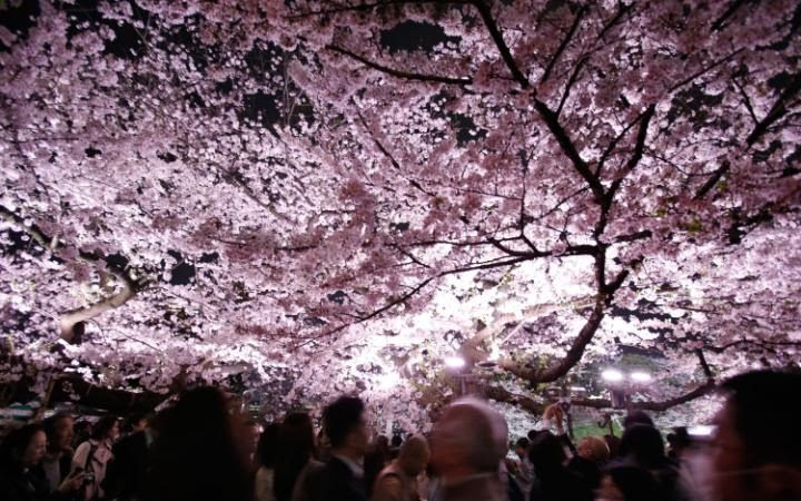 أشجار الكرز