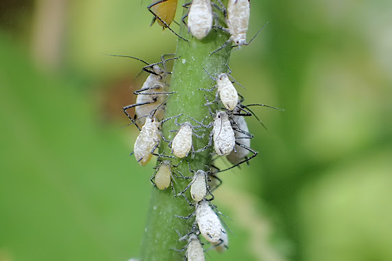 でかくて白いキスゲフクレアブラムシ ぁぃの飼育ブログ