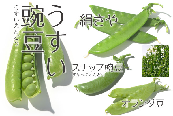 野菜10 エンドウ えんどう 豌豆 やさい くだもの図鑑